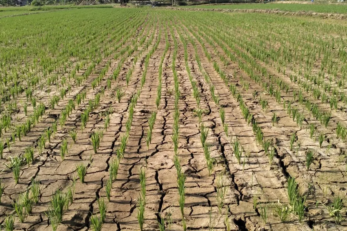 BI Antisipasi Kenaikan Harga Pangan Akibat El Nino